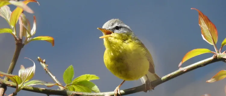 Birding In Chopta| Bird Photography In Uttarakghand