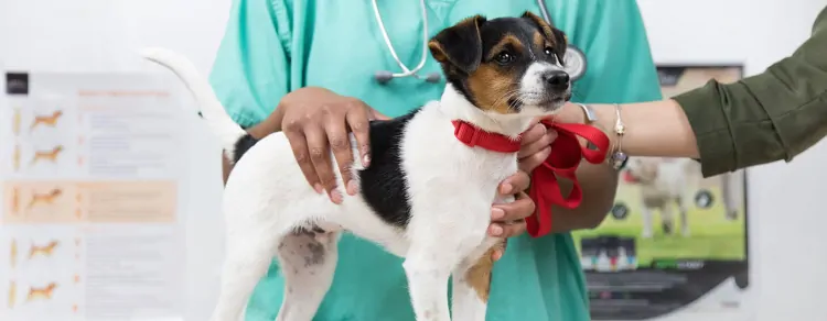 The Importance of Regular Vet Visits and Vaccinations for Dogs