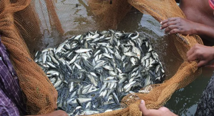 India Fish Market Growth Analysis 2024-2032: Projected CAGR, Market Dynamics, and Emerging Trends