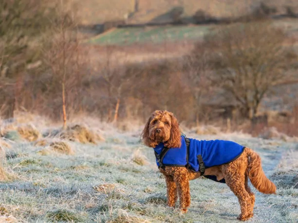 How to Keep Your Pup Warm: Best Dog Coats for Winter Adventures