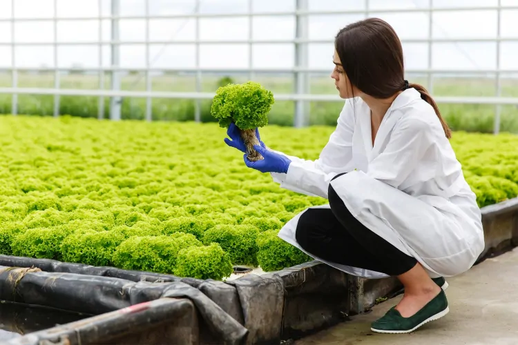 Hydroponics Farming in the USA: A Growing Trend for Sustainable Agriculture