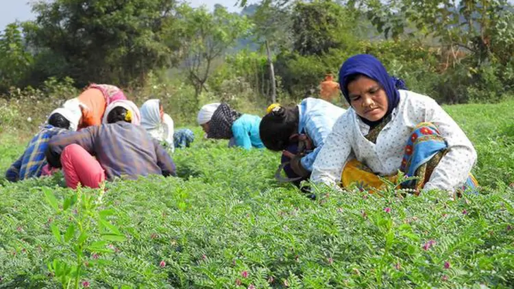 Chickpea Farming in India: A Comprehensive Guide