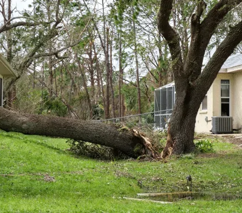 How the Best Affordable Tree Removal Service Can Save You Money