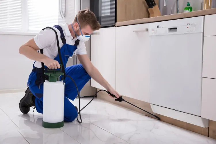 Effective Pest Control and Bed Bug Treatment