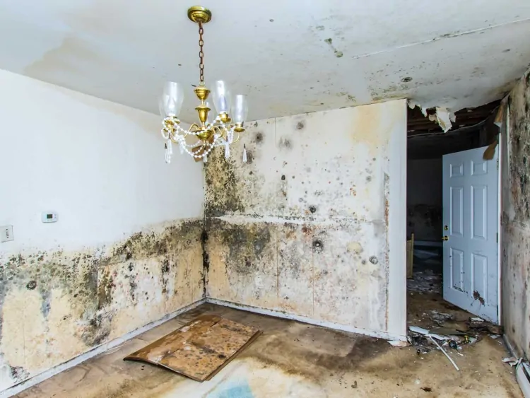 Safeguard Homes with Water Damage Services